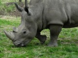 rinoceronte 1