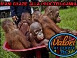 Orangutans at a rescue centre in Central Kalimantan