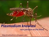 Plasmodium knowlesi