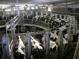 produzione-di-latte