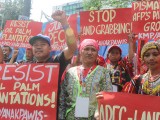 Filippine resist-oil-palm