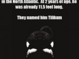 "Nel 1983, un maschio di orca assassina fu catturato nell’Atlantico settentrionale. All’età di due anni, era già lungo 3,5 metri. Lo chiamarono Tilikum. Blackfish documentò i crudeli effetti della cattività a SeaWorld".