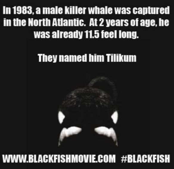 "Nel 1983, un maschio di orca assassina fu catturato nell’Atlantico settentrionale. All’età di due anni, era già lungo 3,5 metri. Lo chiamarono Tilikum. Blackfish documentò i crudeli effetti della cattività a SeaWorld".
