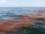 A band of oil from the BP oil spill off the coast of Louisiana floats in the water near Freemason Island May 7, 2010.    REUTERS/Rick Wilking (UNITED STATES - Tags: ENVIRONMENT DISASTER IMAGES OF THE DAY)