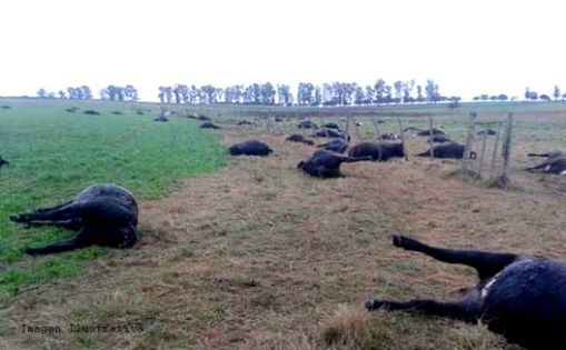 La Pampa (Argentina): 200 mucche trovate morte per avvelenamento da Paraquat